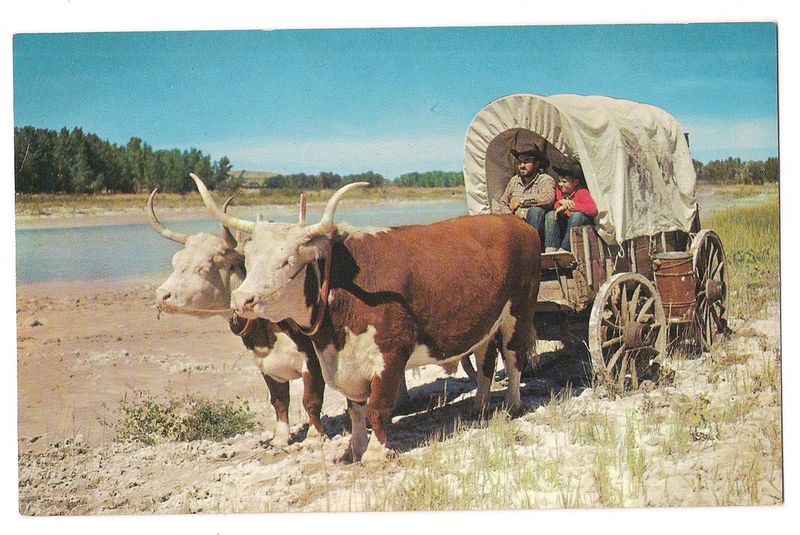 Oxen: The Muscle Behind The Wagon Trains