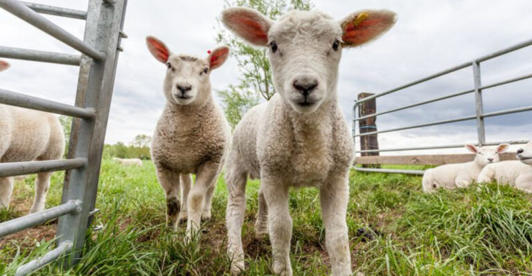 12 Animals That Were Essential To Pioneers’ Survival In Early America