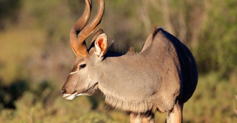 12 Animals With The Largest Horns On Earth
