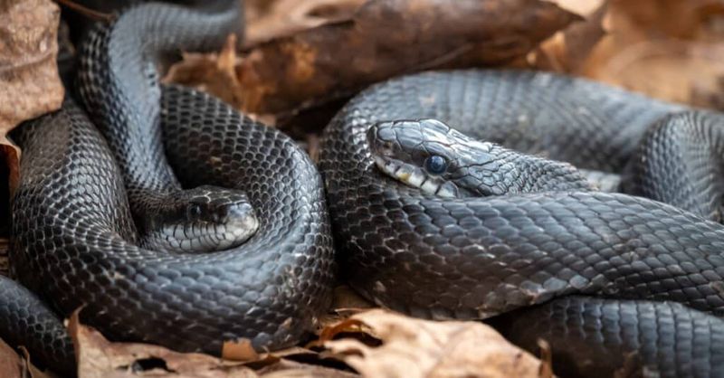 Eastern Black Rat Snake