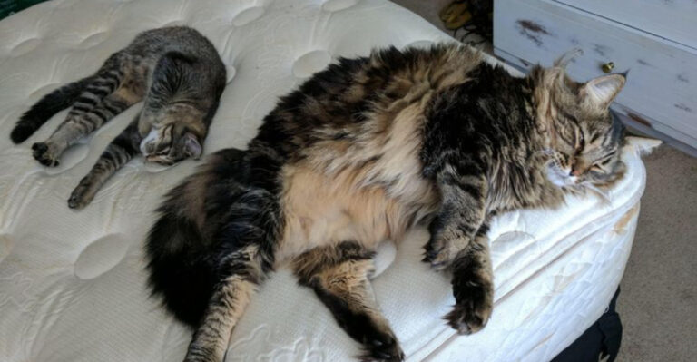 12 Cat Breeds Gen Z Avoids (And Why You Should Think Twice When Adopting)