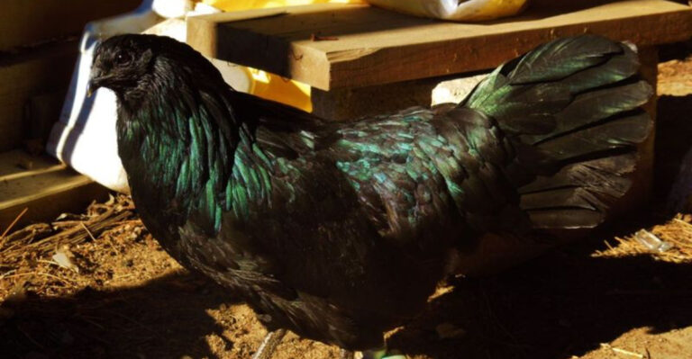 12 Chickens You Might Want To Avoid (They Cause More Trouble Than They’re Worth)