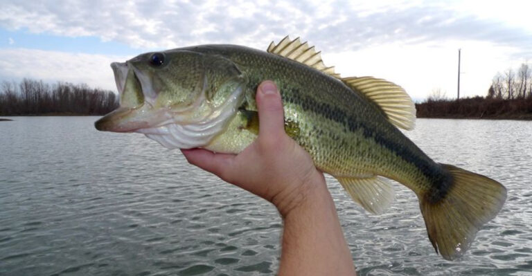 12 Common Bass Fishing Myths That Need To Disappear