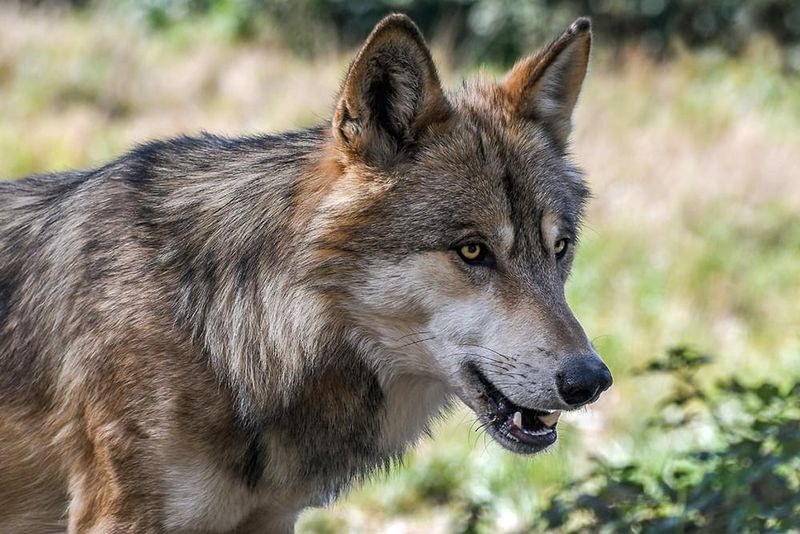 The Italian Wolf