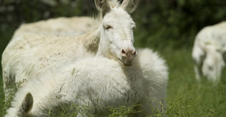12 Cool Animals You Can See While Visiting Italy