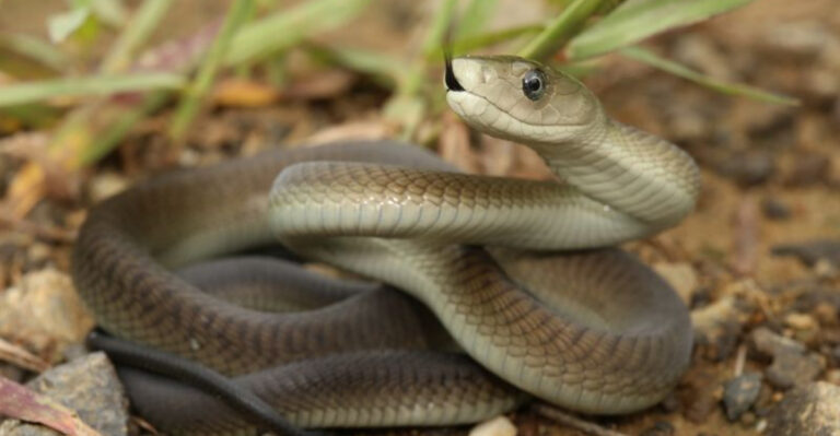 12 Dangerous African Animals That Are Widely Misunderstood