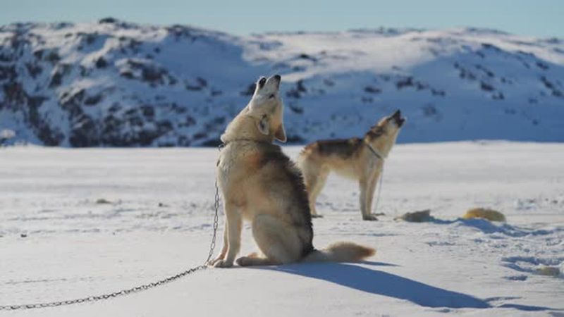 Siberian Husky