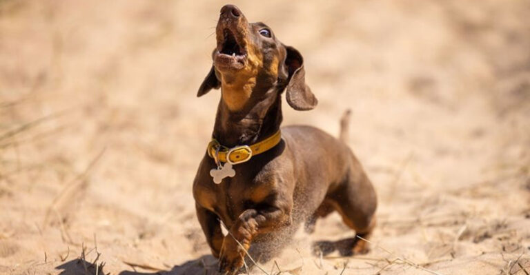 12 Dog Breeds Famous For Their Howls