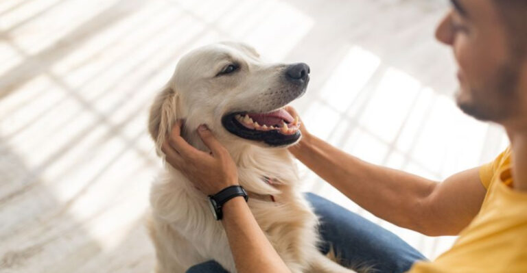 12 Dog Breeds That Build Strong Bonds With Their Owners (And 7 That Struggle To Attach)