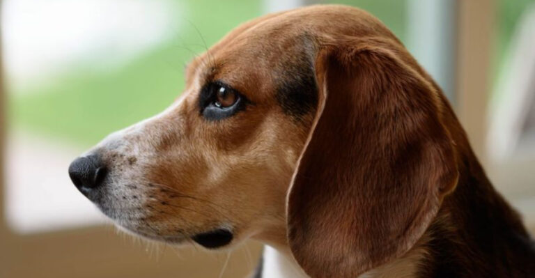 12 Dog Breeds With Long Ears And Why We Love Them