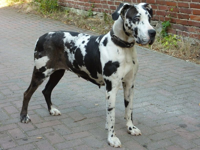 Great Danes