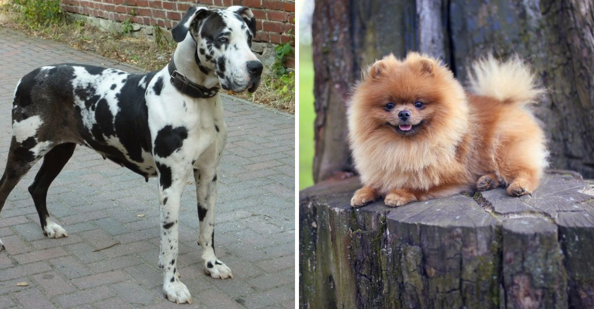 12 Dog Breeds With The Shortest Lifespan (And 3 With The Longest)