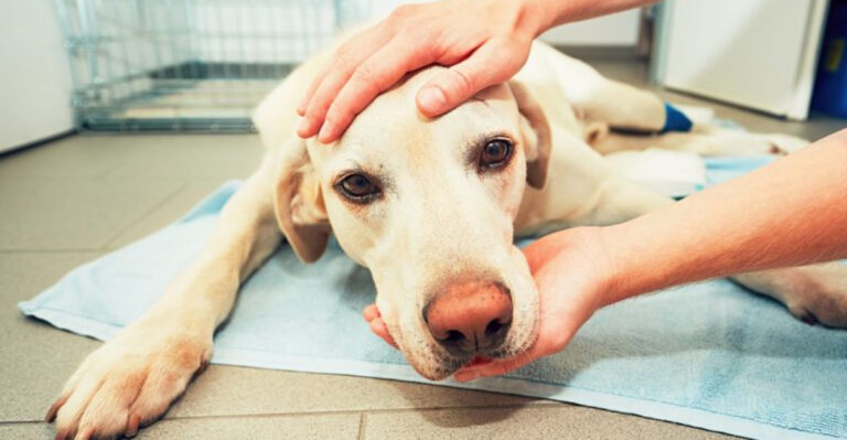 12 Dog Emergencies Every Owner Should Be Prepared For