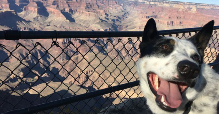 12 Dog-Friendly National Parks In The U.S. That You Need To Visit