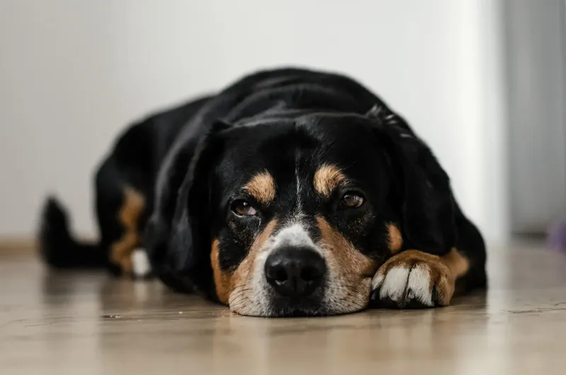 Reluctance To Move Or Play