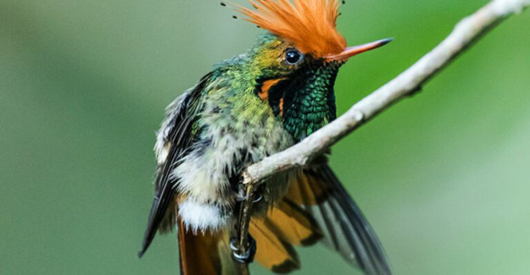 12 Elusive Birds Across The Globe That Are Hard To Spot