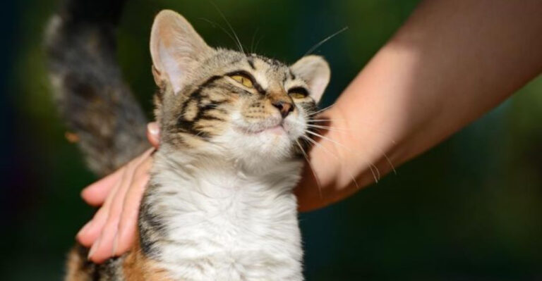12 Emotional Changes Cats Experience Once They Feel Safe