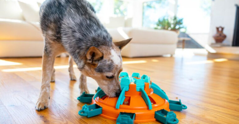 12 Essential Maintenance Tips For Your Australian Cattle Dog