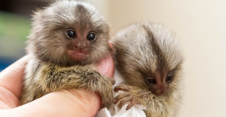 12 Exotic Pets That Demand Luxury-Level Attention