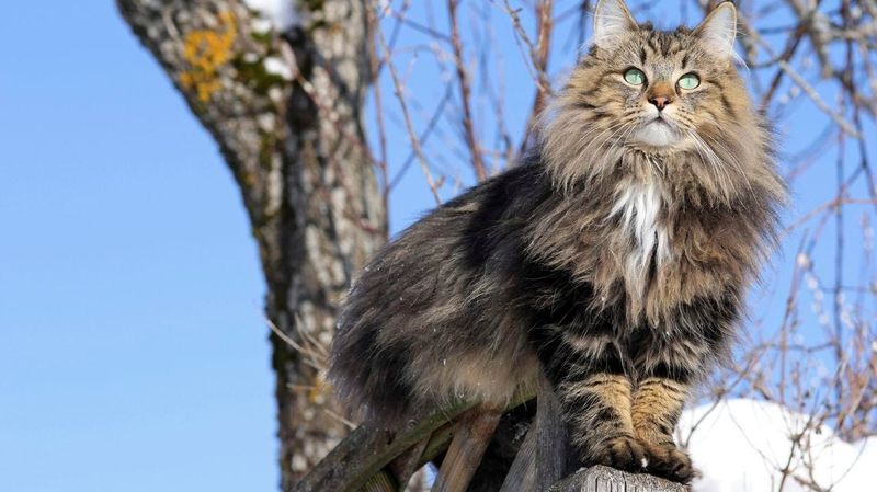 The Shipyard Sentinel: Norwegian Forest Cat