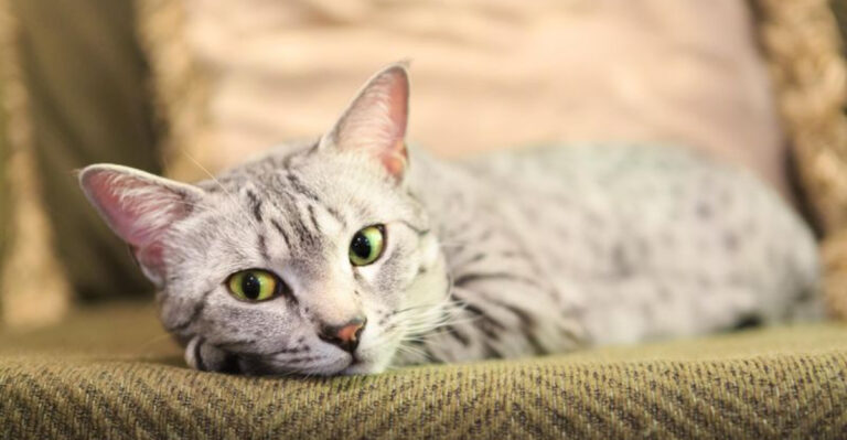 12 Fancy-Looking Cat Breeds That Were Bred For Function Over Fluff
