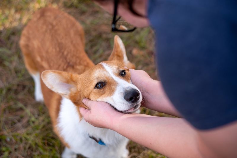 Dogs: Our Loyal Face-Reading Companions