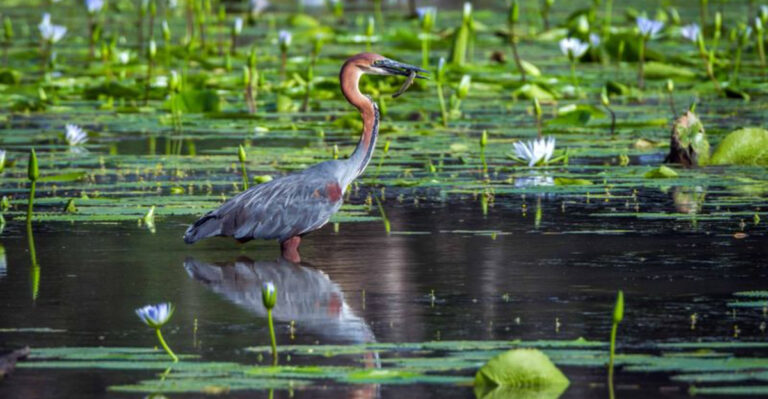 12 Fascinating Heron Species And The Best Places To Spot Them