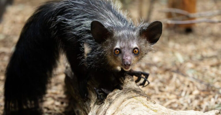 12 Fascinating Reasons Aye-Ayes Tap On Trees Like Drummers And What They’re Listening For