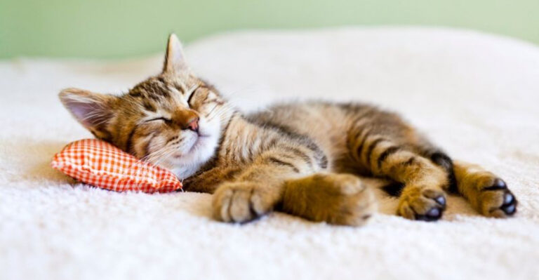 12 Feline Habits That Build Trust Over Time
