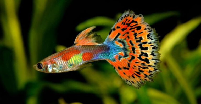 12 Freshwater Fish Banned In Home Aquariums And 3 Safer Alternatives