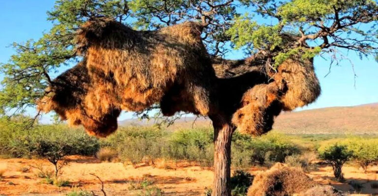 12 Giant Nests Pushing The Limits Of Nature’s Design