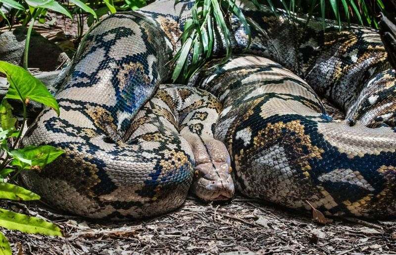 Mall Food Court Python