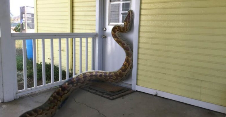 12 Giant Serpents Discovered In The Most Unlikely Locations