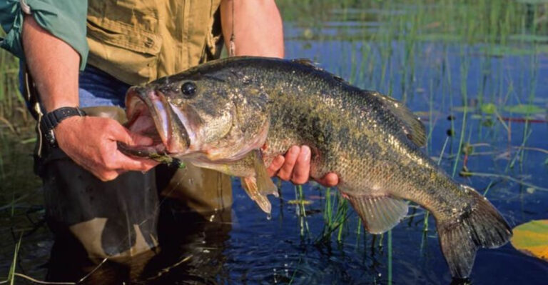 12 Good Reasons Why You Shouldn’t Chase Spawning Bass