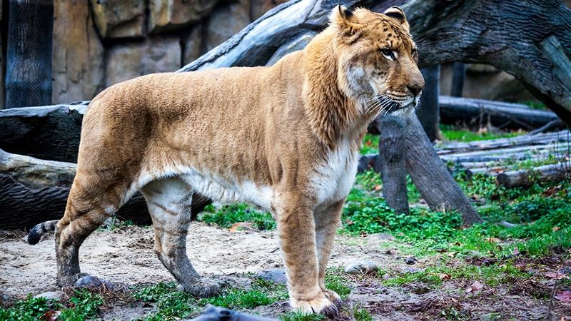 Liger (Lion + Tiger)