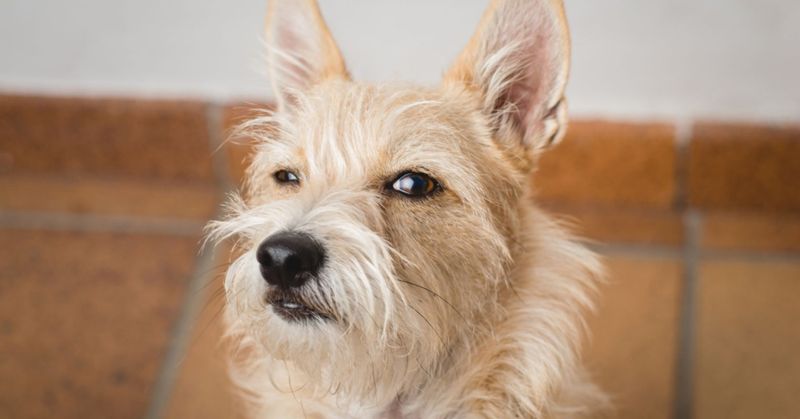 Dogs: The Original Four-Legged Lie Detectors