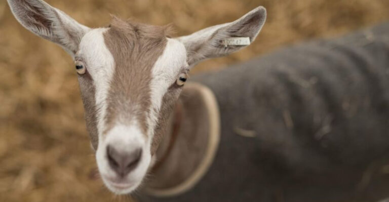 12 Intelligent Animals That Can Detect Human Lies Better Than You Expect