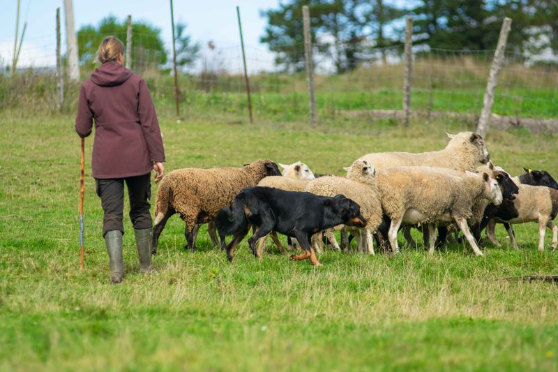 A French Herding Dog With A Rich History