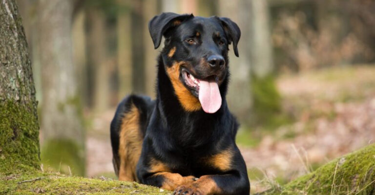 12 Intriguing Facts About The Beauceron