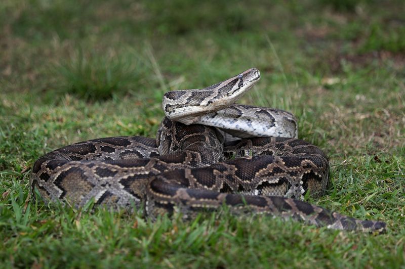 Burmese Python: Florida's Slithering Nightmare