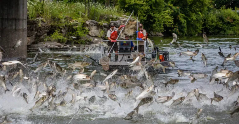 12 Invasive Species Endangering America’s Wildlife