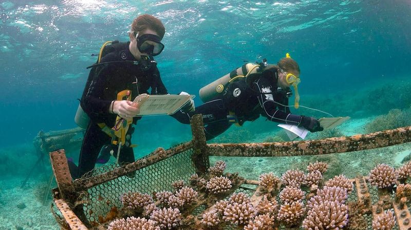 Heat-Resistant Coral Creation