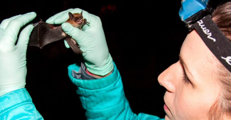 12 Lab Experiments Altering Animal DNA To Ensure Survival In A Changing World