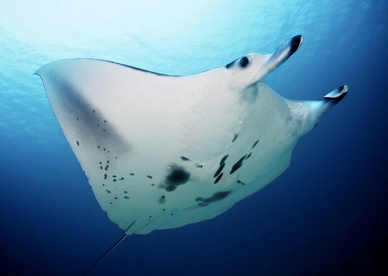 Great Barrier Reef's Manta Ray