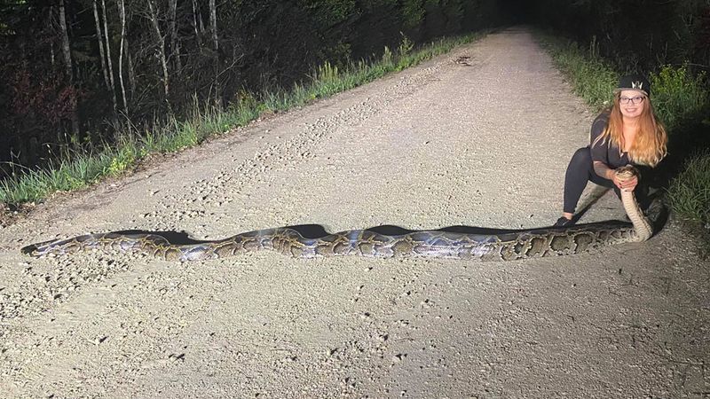 The Everglades Monster – 18.9 Feet Of Pure Muscle