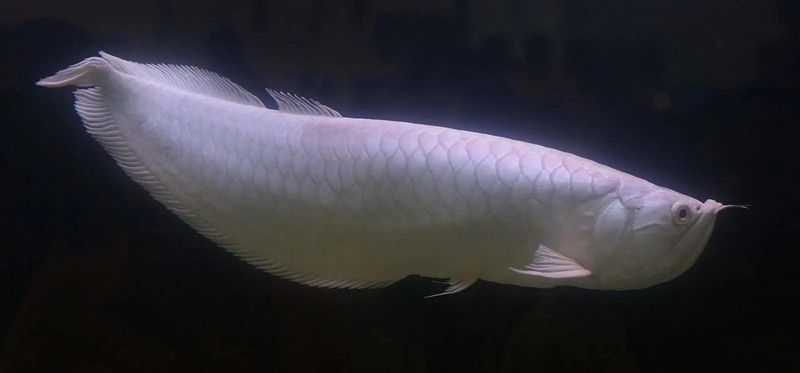 Platinum Arowana – Up To $400,000