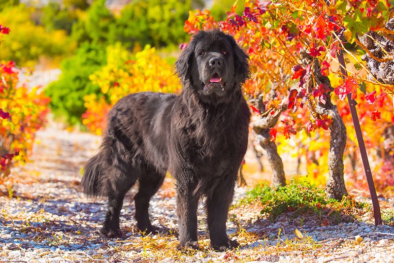 Newfoundland