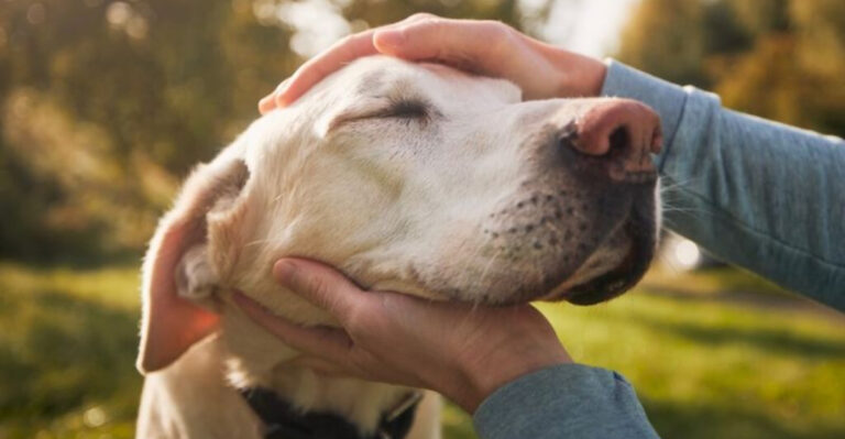 12 Most Well-Behaved Dog Breeds (And 10 That Are More Challenging)
