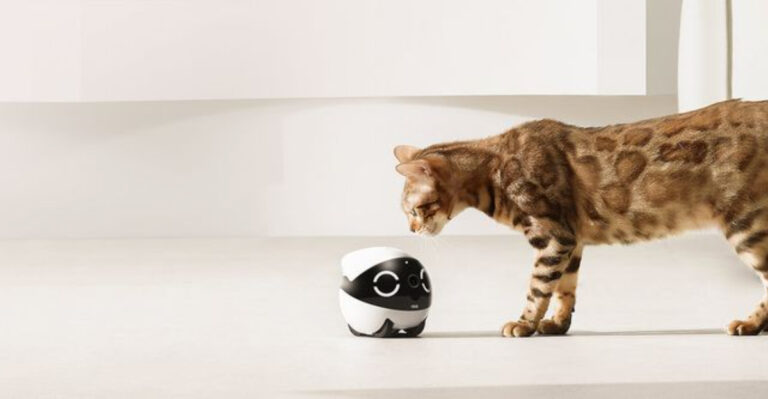 12 Must-Have Items For Your Cat When You’re Away For The Day