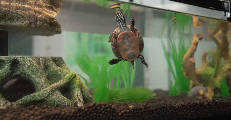 12 Must-Have Supplies For Your Turtle Tank